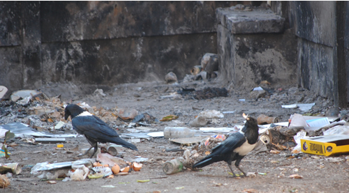 The two story multi-office block in Newlands Shopping Centre in Harare where we work isn't serviced by City of Harare refuse removal any more. Instead the litter piles up and finally gets burnt. The crows pick through what's left.