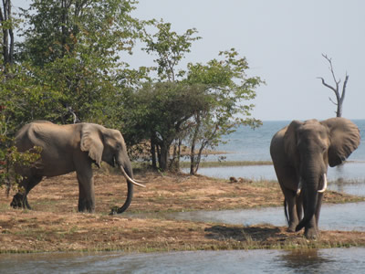 Elephants - Kariba