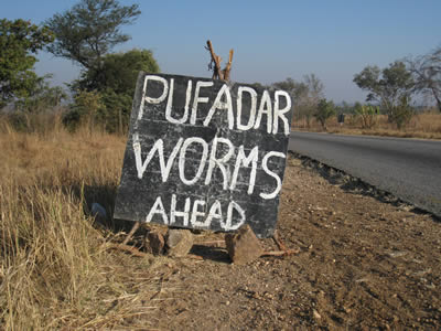 Pufadar worms ahead