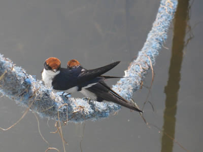 Swallows on the mooring rope