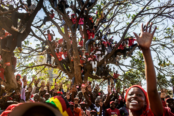 MDC trees